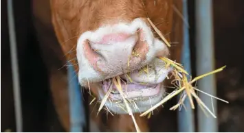  ??  ?? Thannhause­n hat bald einen Rindermast­betrieb weniger – gegen den Landwirt wurde ein Tierhaltev­erbot verhängt. Von seinen mehr als 100 Tieren muss er sich bald trennen.