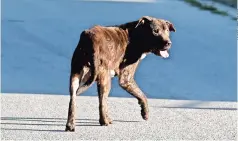  ??  ?? los animales mordieron a la víctima más de cien veces