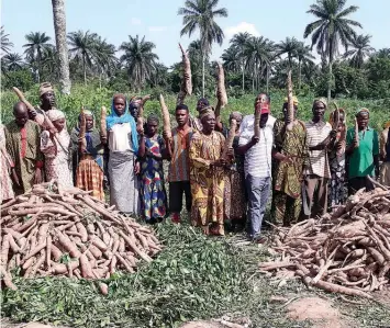  ??  ?? Recently harvested cassava demo plot in Oyo State PHOTO: IITA