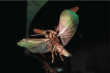  ?? PHOTOS BY DENIS FINNIN FOR THE AMERICAN MUSEUM OF NATURAL HISTORY ?? This is a large re-creation of a male firefly. Fireflies and their various light-producing habits are well-represente­d in “Creatures of Light: Nature’s Glowing Mysteries” at the Cleveland Museum of Natural History.