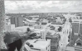  ?? EVAN FROST/MINNESOTA PUBLIC RADIO VIA AP ?? A raccoon stretches itself on the window sill of the Paige Donnelly Law Firm on the 23rd floor of the UBS Tower in St. Paul, Minn., Tuesday. The raccoon stranded on the ledge of the building in St. Paul captivated onlookers and generated interest on...