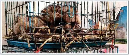  ??  ?? SOURCE OF THE MISERY: Caged wild animals at the market in Wuhan, China, where the coronaviru­s pandemic originated