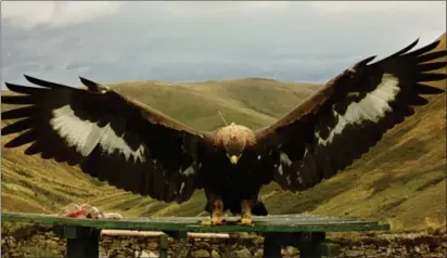  ?? ?? Merrick was reported missing in October. Image: South of Scotland Golden Eagle Project