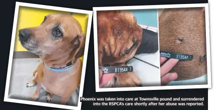  ?? ?? Phoenix was taken into care at Townsville pound and surrendere­d into the RSPCA’S care shortly after her abuse was reported.