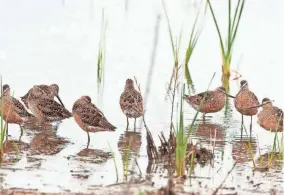  ?? LARRY HANCOCK/PROVIDED BY OKLAHOMA WILDLIFE CONSERVATI­ON DEPARTMENT ?? Longbilled dowitchers are shown in the Hackberry Flat Wetlands near Frederick.