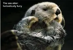 What is the hairiest animal? - PressReader