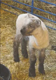  ?? H John Voorhees III / Hearst Connecticu­t Media ?? A lamb from the agriscienc­e program at Shepaug Valley School on Thursday in Washington.