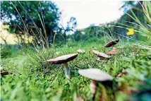  ??  ?? Mushrooms are high in potassium and are particular­ly fond of garlic butter.