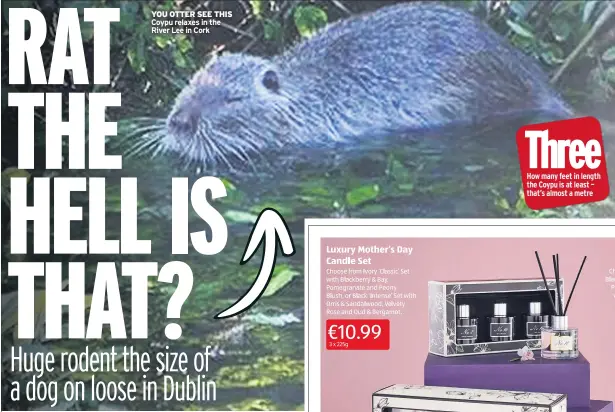  ??  ?? YOU OTTER SEE THIS Coypu relaxes in the River Lee in Cork