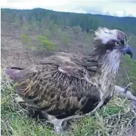  ??  ?? EJ the osprey settles in back at Loch Garten