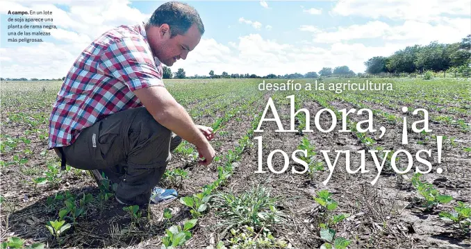  ??  ?? A campo. En un lote de soja aparece una planta de rama negra, una de las malezas más peligrosas.