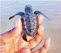  ?? ?? A hatched baby turtle