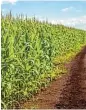 ?? /123RF ?? Capital: Staple crops will be boosted through financing, data analysis and training.
