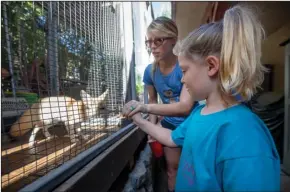  ?? DON BOOMER/SAN DIEGO UNION-TRIBUNE ?? Nurtured by Nature employee Brittani Durban helps Make-A-Wish recipient Cayla Williams, 7, feed worms to a fennec fox during her visit to the center on Nov. 6.