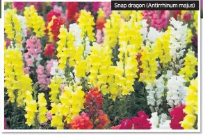  ??  ?? Snap dragon (Antirrhinu­m majus)