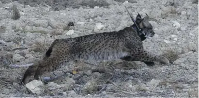  ?? ?? Off and running - lynxes are back in the south east of Spain