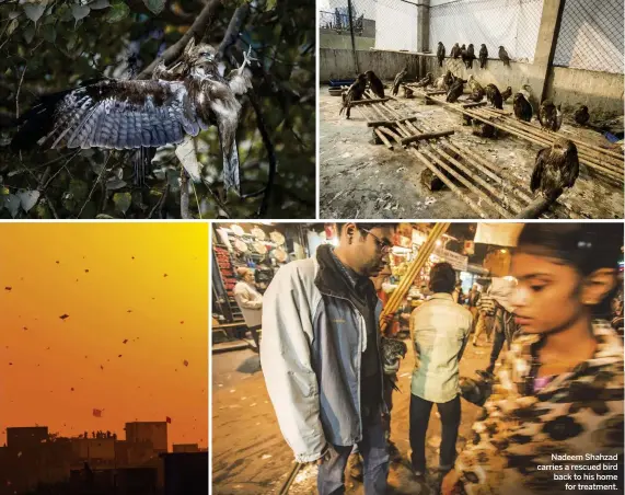  ??  ?? Top left: a black kite gets caught in a cobweb of broken kite strings. Top right: birds recuperate in the soft release pen on the brothers’ terrace. Above: both types of kites – birds and toys – fill the skies above Delhi. Nadeem Shahzad carries a...