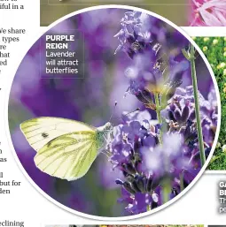  ??  ?? PURPLE REIGN Lavender will attract butterflie­s