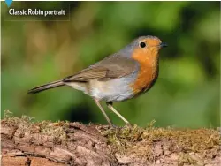  ??  ?? Camera: Nikon D800E
Lens: 200-500mm f/5.6
Focal length: 500mm
Exposure: 1/320 sec; f/9 ISO 1,000
Classic Robin portrait