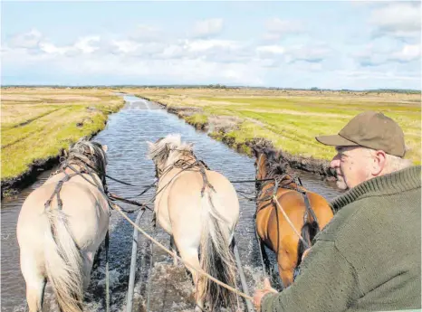  ?? FOTOS: JASMIN AHMEND ?? Ein besonderes Erlebnis ist eine Tour mit der Pferdekuts­che durch die Strandwies­en Rønnerne.