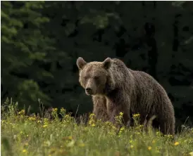  ?? Bild: LAJOS BERDE ?? NUTIDA. Alla brunbjörna­r bär på dna från de utdöda grottbjörn­arna.