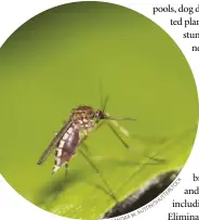  ??  ?? The first step in controllin­g mosquitoes should always be draining and eliminatin­g standing or stagnant water.