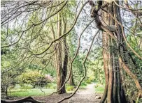  ?? ?? ● The giant trees of Ardkinglas Estate near Cairndow