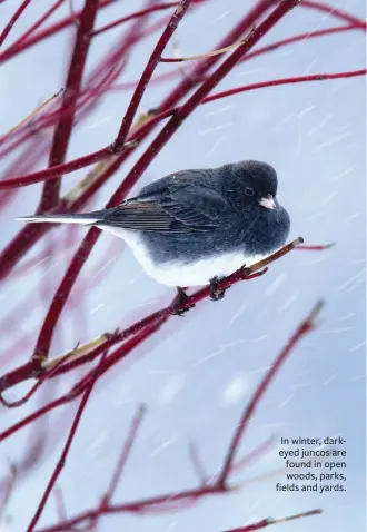  ??  ?? In winter, darkeyed juncos are found in open woods, parks, fields and yards.