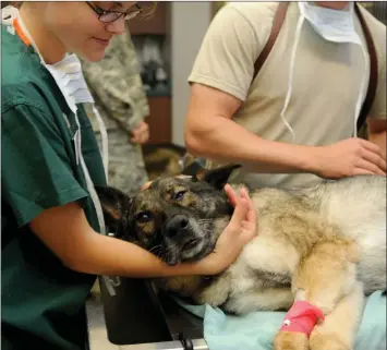  ??  ?? After-hours veterinary care for pets can be life saving