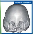  ??  ?? The model of Flex’s skull
