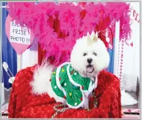  ??  ?? Casey, a Bichon Frise, poses for photos during the meet the breeds companion event to the Westminste­r Kennel Club Dog Show onFeb 9 in New York. (AP)