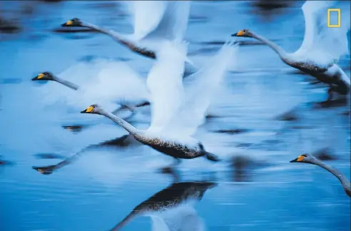  ?? Picture /Hiromi Kano ?? To live. Swans that live vigorously, even in mud.