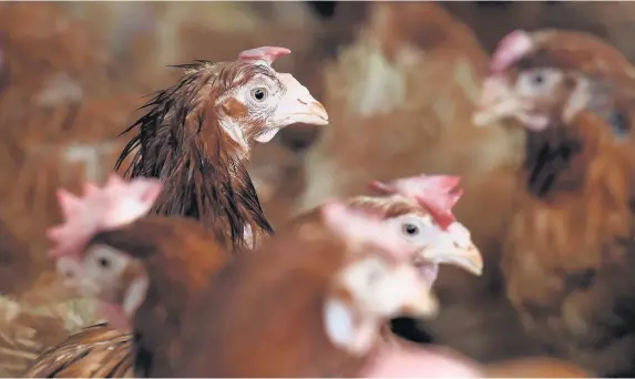  ?? Joe Giddens ?? > Carmarthen­shire Council has rejected an applicatio­n for a free-range chicken farm in Llandeilo