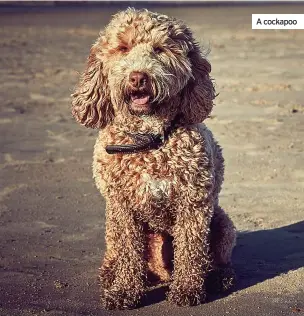  ??  ?? A cockapoo