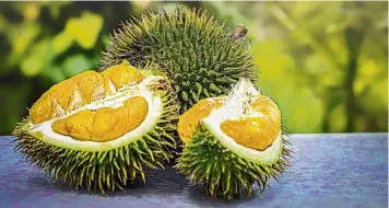  ??  ?? Love it or hate it, the durian is a must-try for visitors to Malaysia ... if you dare.