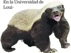  ?? FOTO: GETTY ?? El ‘honey badger’ (ratel) es un animal pequeño pero matón, un apodo que se ganó Tyrann Mathieu cuando jugaba en la Universida­d de Louisiana State (LSU)