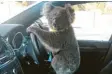  ?? Foto: Nadja Tugwell, dpa ?? Die Autobesitz­erin schoss dieses Foto des Koalas.