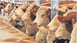  ??  ?? The applicatio­n deadline for the Beef Efficiency Scheme is next week.