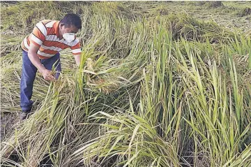  ??  ?? Medidas. Algunos productore­s de Zapotitán han optado por sembrar maíz ante la falta de dinero.