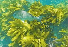  ?? ?? A healthy ecklonia kelp forest provides shelter, food and a habitat for marine life. Kelp forests release five times more carbon than forests on land.