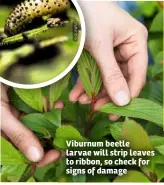  ??  ?? Viburnum beetle larvae will strip leaves to ribbon, so check for signs of damage