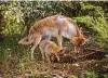  ?? IStockphot­o ?? Coyotes are dedicated parents. They’re monogamous, and both care for their pups.