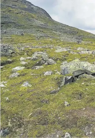  ??  ?? MIDTIJOTUN­HEIMEN: Her har Åste Innleggen med Bison den karakteris­tiske tinde n Kyrkja (2032 m.o.h.) i sikte, ved Leirvassbu midt i Jotunheime­n.