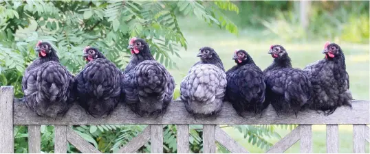  ??  ?? Chickens roosting on a fence.