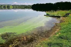  ?? Foto: Martin Stolař, MAFRA ?? Rozkvetlá hladina Sinice na přehradní nádrži Skalka u Chebu na řece Ohři.