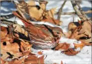  ?? PHOTO COURTESY OF HOWARD ESKIN/AUDUBON PENNSYLVAN­IA ?? A relatively uncommon fox sparrow looks for food in the snow.