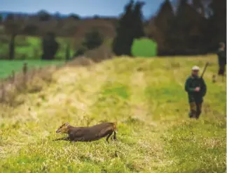  ??  ?? Gamekeeper­s have much to lose from a burgeoning wild muntjac population on their estates