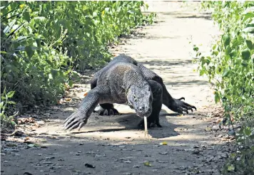  ??  ?? Komodo dragon: the creatures will star in Indonesia’s planned wildlife tourism developmen­t