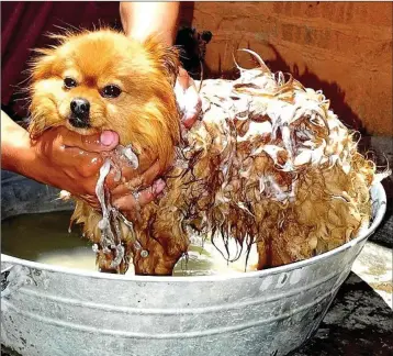  ??  ?? Dogs don’t mind being wet so much if the water is warm