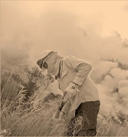  ?? Fotos ee: josé roberto guerra ?? Los expertos quitan el zacate aplicándol­e fuego con una antorcha de goteo.